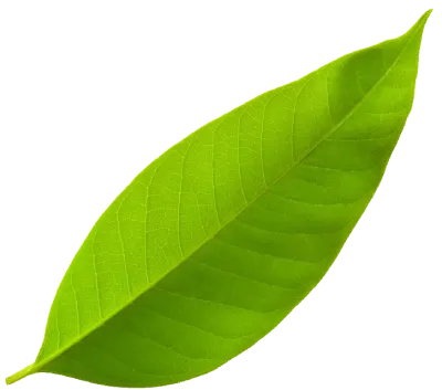Leaf